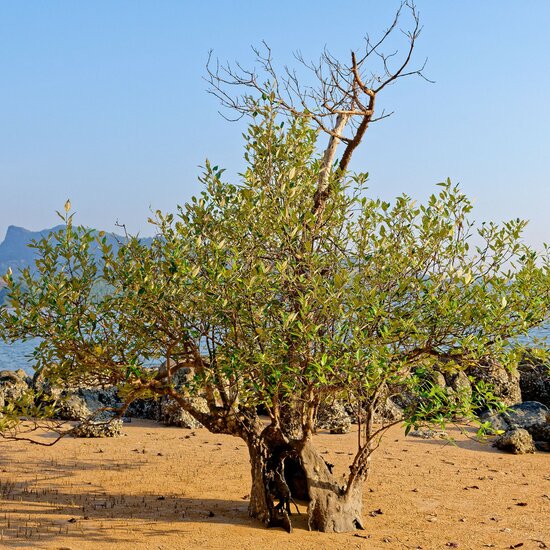 White mangrove (Avicennia alba)