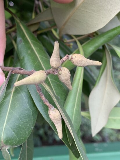 White mangrove (Avicennia alba)