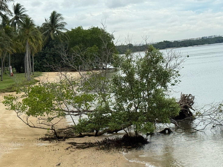 White mangrove (Avicennia alba)