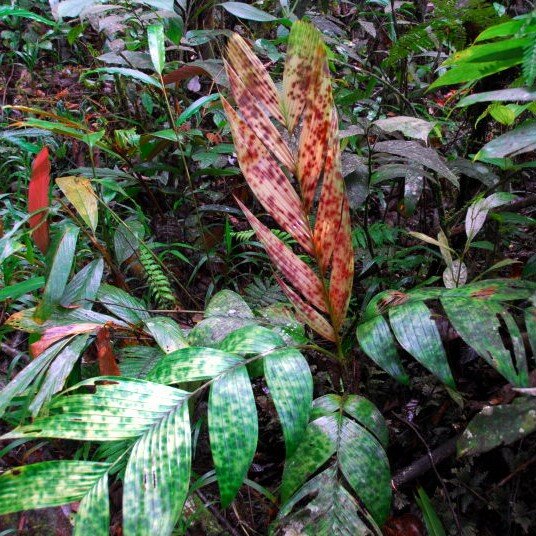 Mottled dwarf palm (Pinanga aristata)