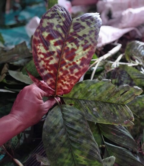 Mottled dwarf palm (Pinanga aristata)