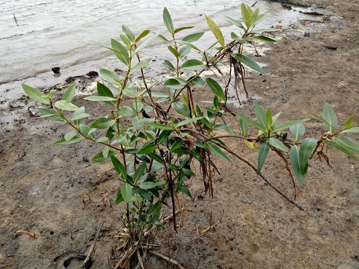 White mangrove (Avicennia alba)
