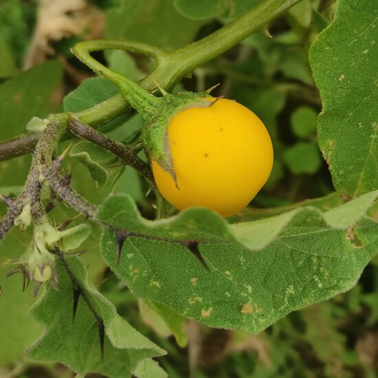 Wild aubergine (Solanum melongena ssp. cumingii)