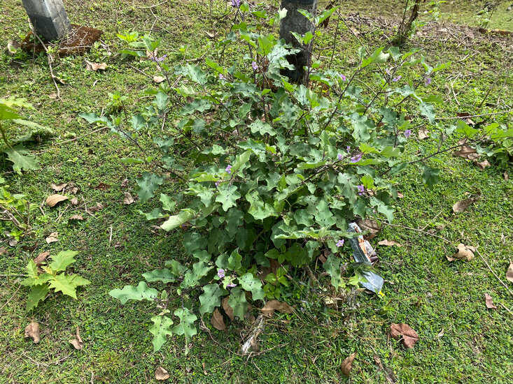 Wild aubergine (Solanum melongena ssp. cumingii)
