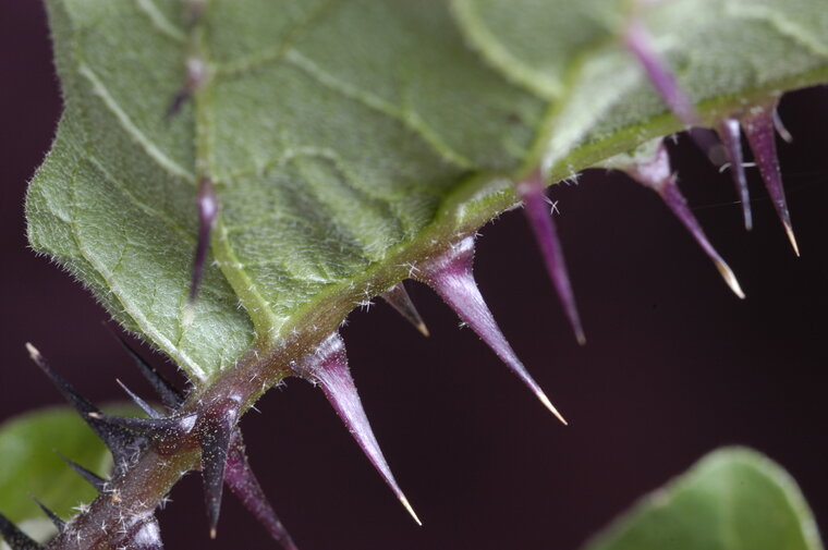 Wild aubergine (Solanum melongena ssp. cumingii)
