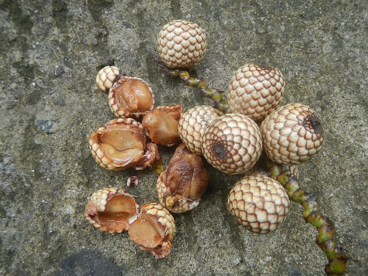 Dragons blood rattan (Calamus draco)