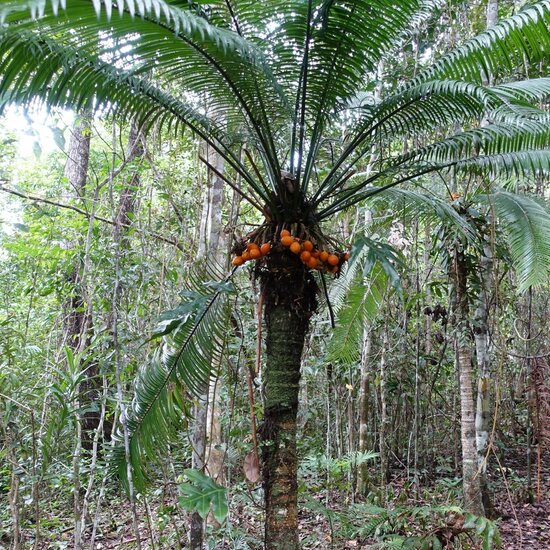 Cycad (Cycas scratchleyana)