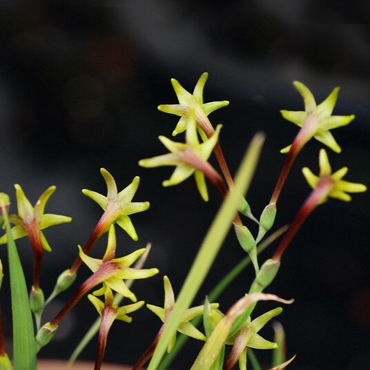 Green freesia (Freesia viridis ssp. viridis)