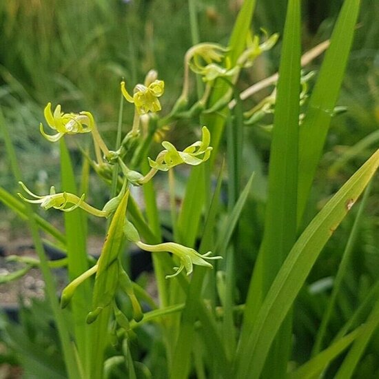 Green freesia (Freesia viridis ssp. viridis)