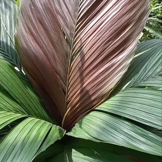 Tronok palm (Iguanura wallichiana var. wallichiana)