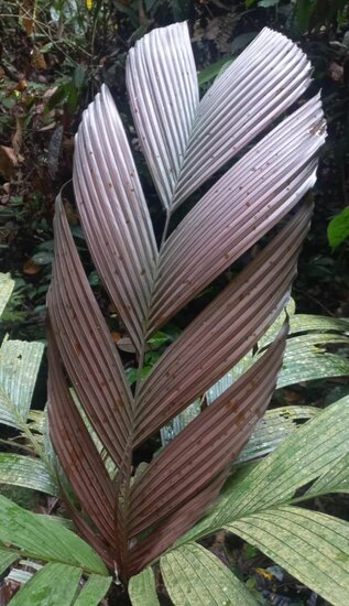 Tronok palm (Iguanura wallichiana var. wallichiana)