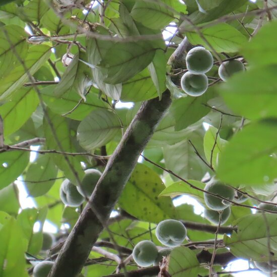 Gum benjamin tree (Styrax benzoin)