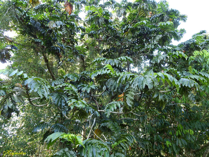 Entawak (Artocarpus anisophyllus)