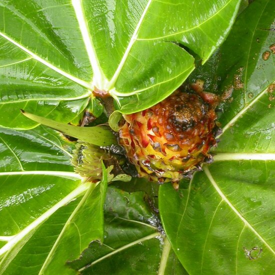 Lowland Breadfruit Fig (Ficus brusii)