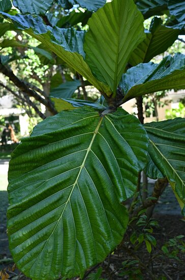 Lowland Breadfruit Fig (Ficus brusii)