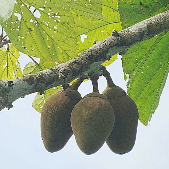 Chupa-Chupa (Matisia cordata)