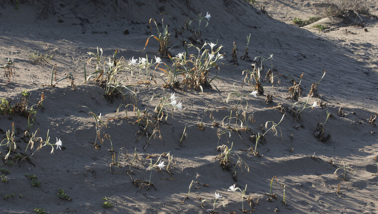 Sea daffodil (Pancratium maritimum)