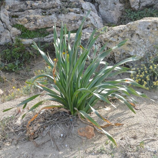 Sea daffodil (Pancratium maritimum)