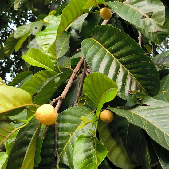 Monkey fruit (Artocarpus lacucha)