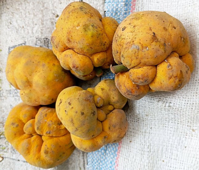 Monkey fruit (Artocarpus lacucha)