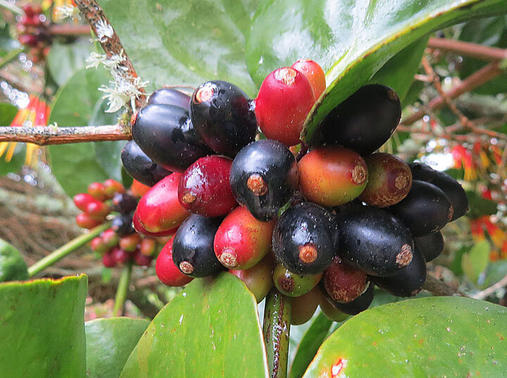 Aetanthus (Aetanthus nodosus)