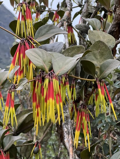 Aetanthus (Aetanthus nodosus)