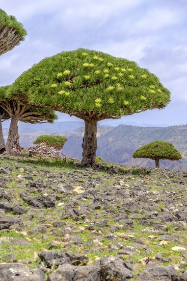 Socotra dragon tree (Dracaena cinnabari)