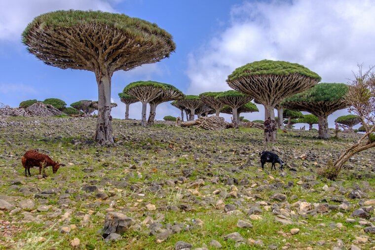 Socotra dragon tree (Dracaena cinnabari)