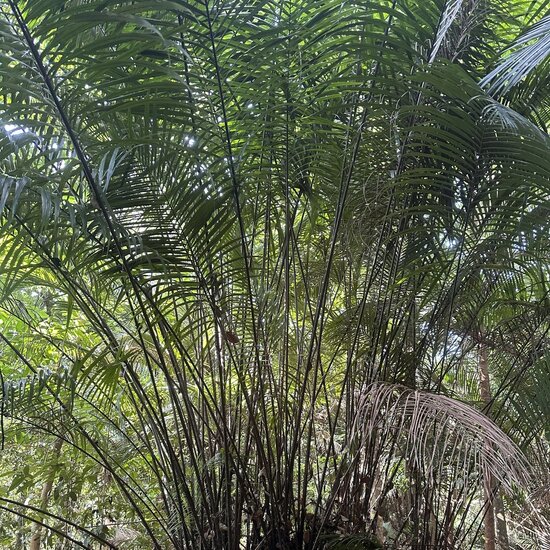 Bertam palm (Eugeissona tristis)