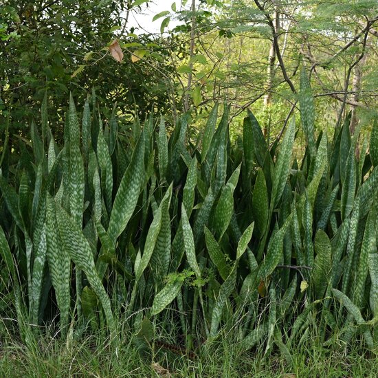 Sansevieria (Dracaena hyacinthoides)