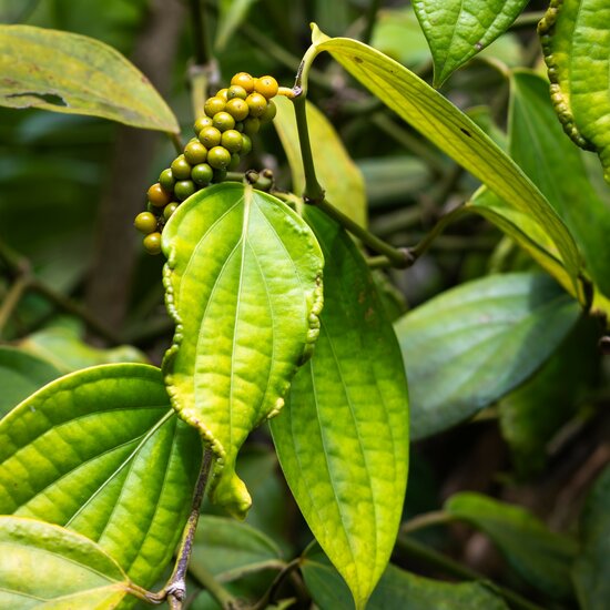 Black pepper (Piper nigrum)