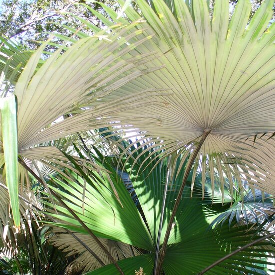 White Elephant Palm (Kerriodoxa elegans)