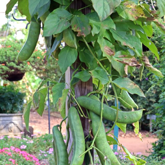 Jack Bean (Canavalia ensiformis)