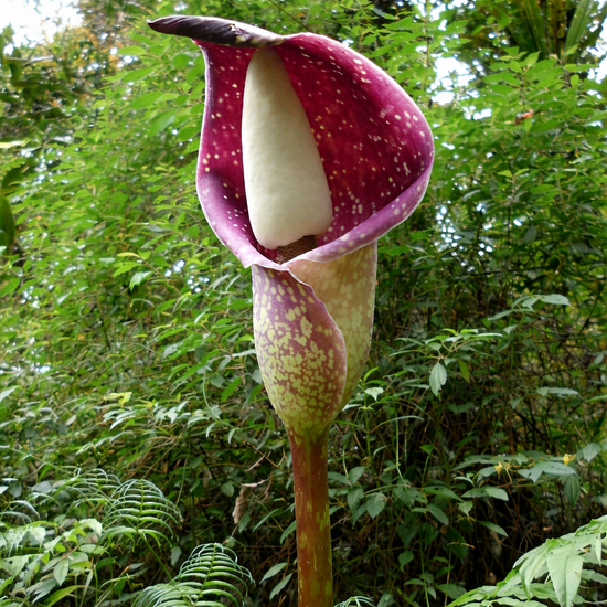 Beccari's aroid (Amorphophallus beccarii)