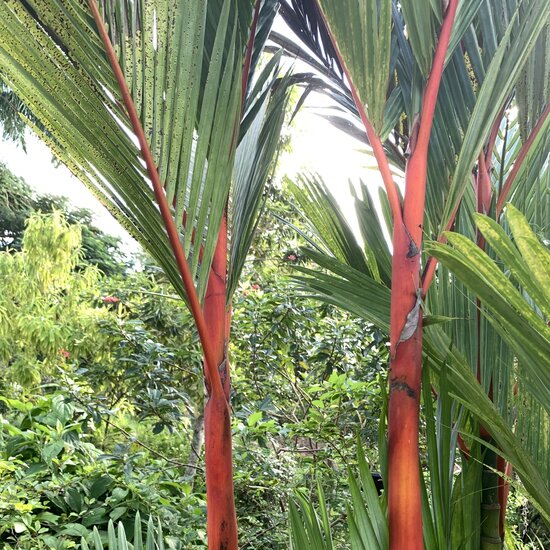 Lipstick Palm (Cyrtostachys renda)
