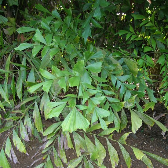Fishtail Palm (Caryota mitis)