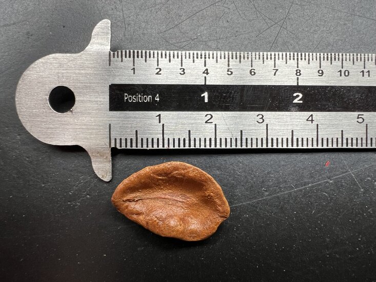 Golden trumpet (Allamanda cathartica)