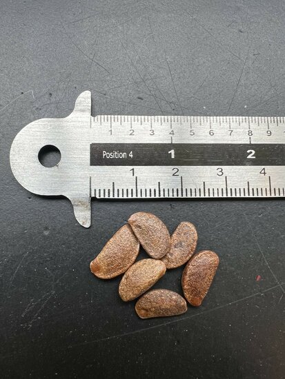 American Persimmon (Diospyros virginiana)