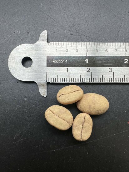 Kona Coffee (Coffea arabica 'Kona')