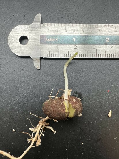 Jambolan (Syzygium cumini)