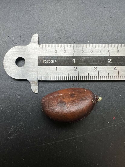 Black Sapote (Diospyros digyna)