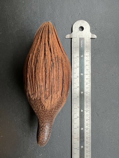 Bertam palm (Eugeissona tristis)