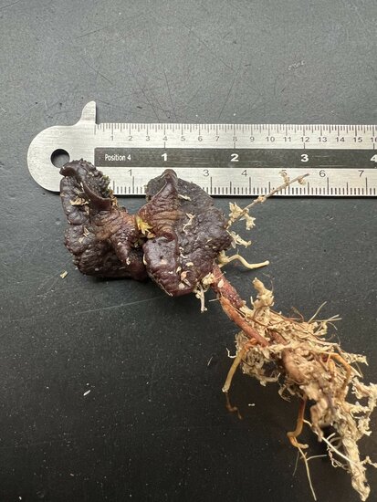 Syzygium (Syzygium jiewhoei)