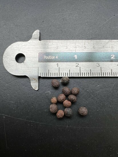 Kenda (Macaranga peltata)