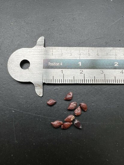 Fried-egg-tree (Oncoba spinosa)