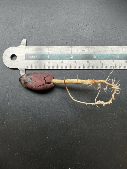 Cocoa (Theobroma cacao)