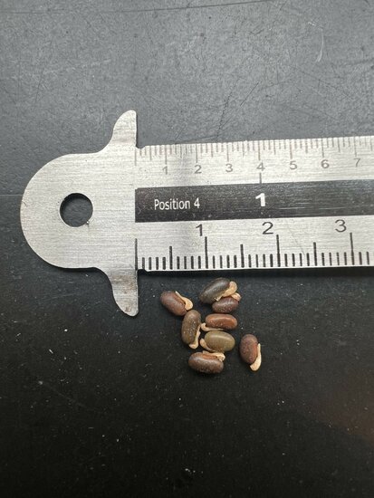 Black Coral Pea (Kennedia nigricans)