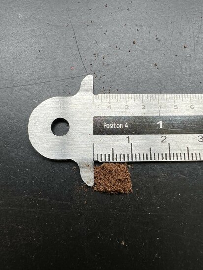 Black Tree Fern (Cyathea medullaris)