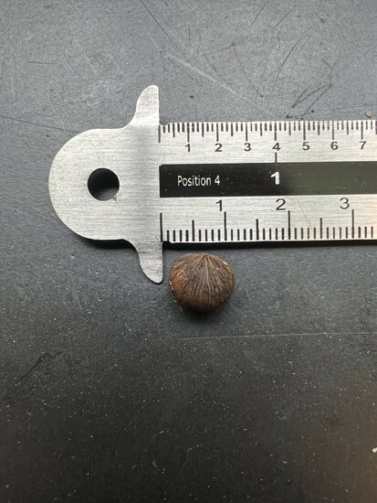 Cyphosperma (Cyphosperma balansae)