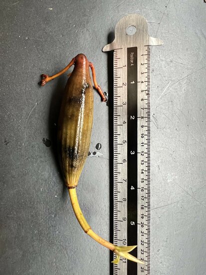 Upriver orange mangrove (Bruguiera sexangula)